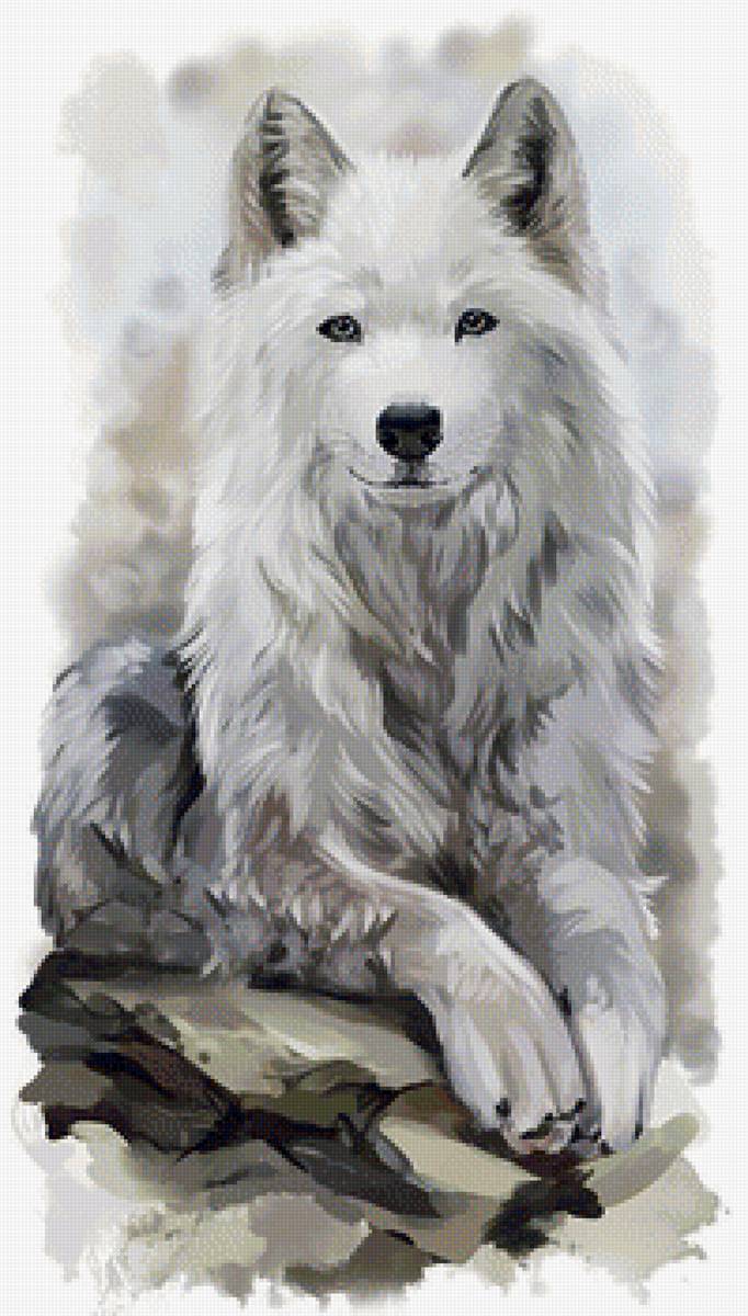 Волк - животные, волк, рисунок - предпросмотр