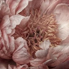 Схема вышивки «Пион»