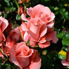 Схема вышивки «Розовый куст»