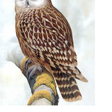 Схема вышивки «Совушка»