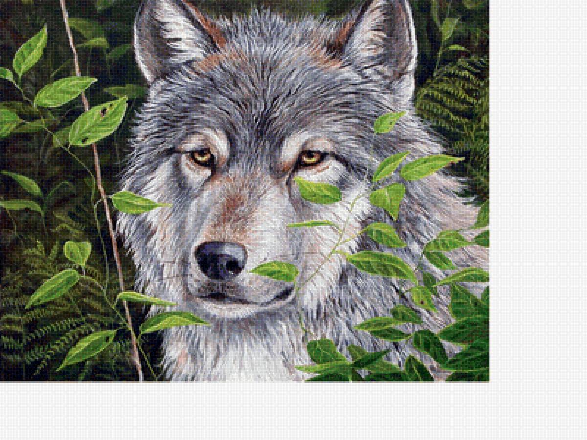 Волк - животные, звери - предпросмотр