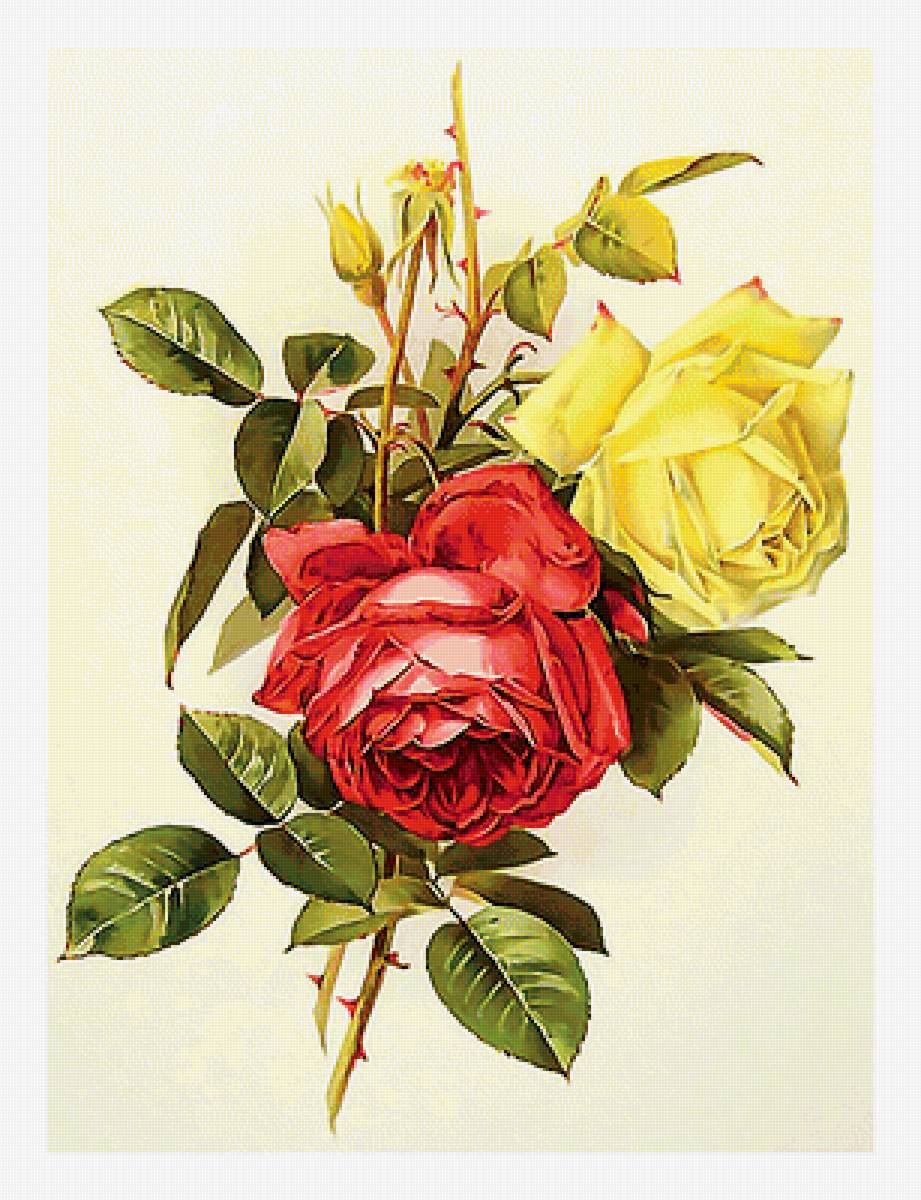 Серия "Розы". - цветы, флора, розы, букет - предпросмотр