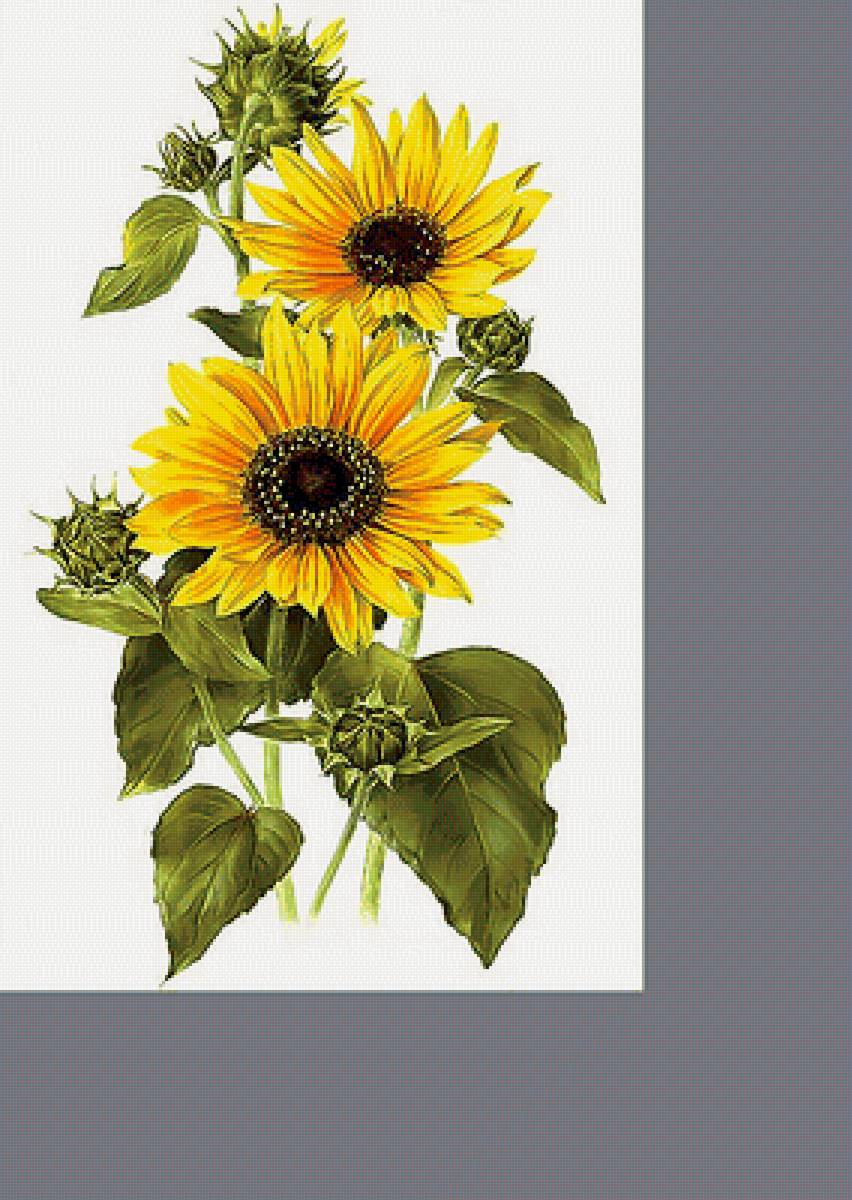 Серия "Подсолнухи" - подсолнухи, цветы, флора - предпросмотр