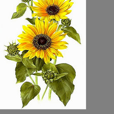 Схема вышивки «Серия "Подсолнухи"»