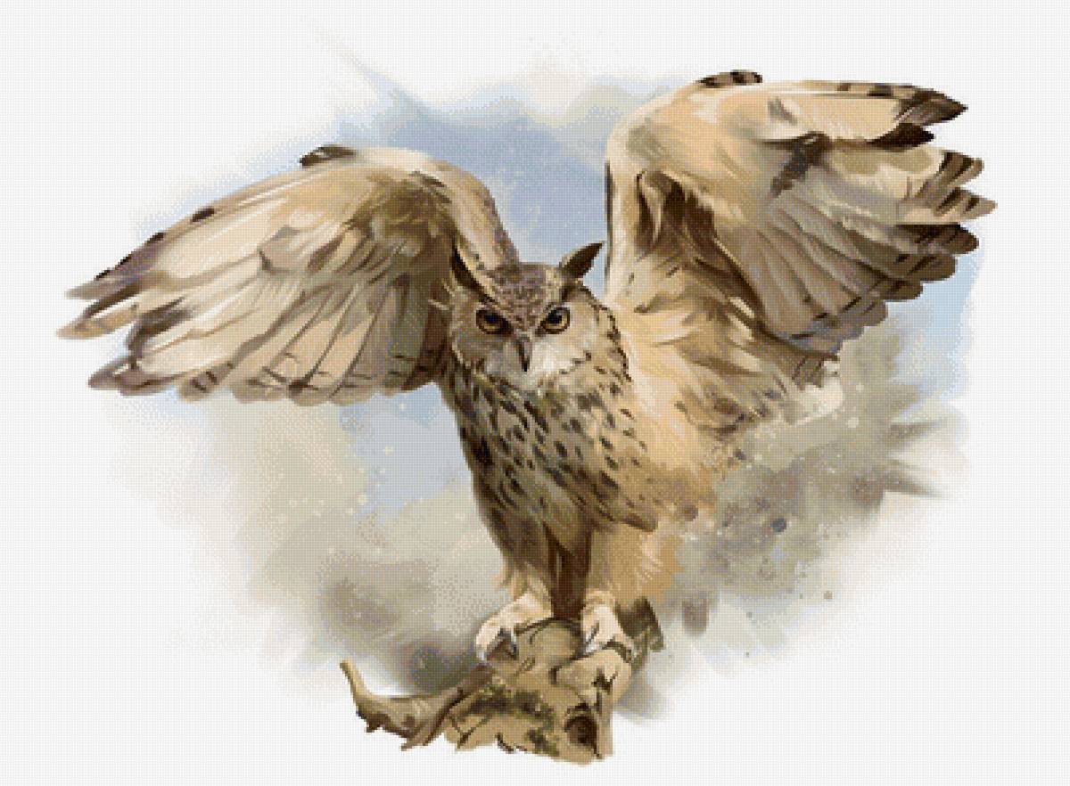 Сова - птица, рисунок, сова - предпросмотр