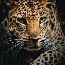 Схема вышивки «ягуар»