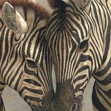 Схема вышивки «Зебра»