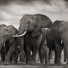 Схема вышивки «Слоны»