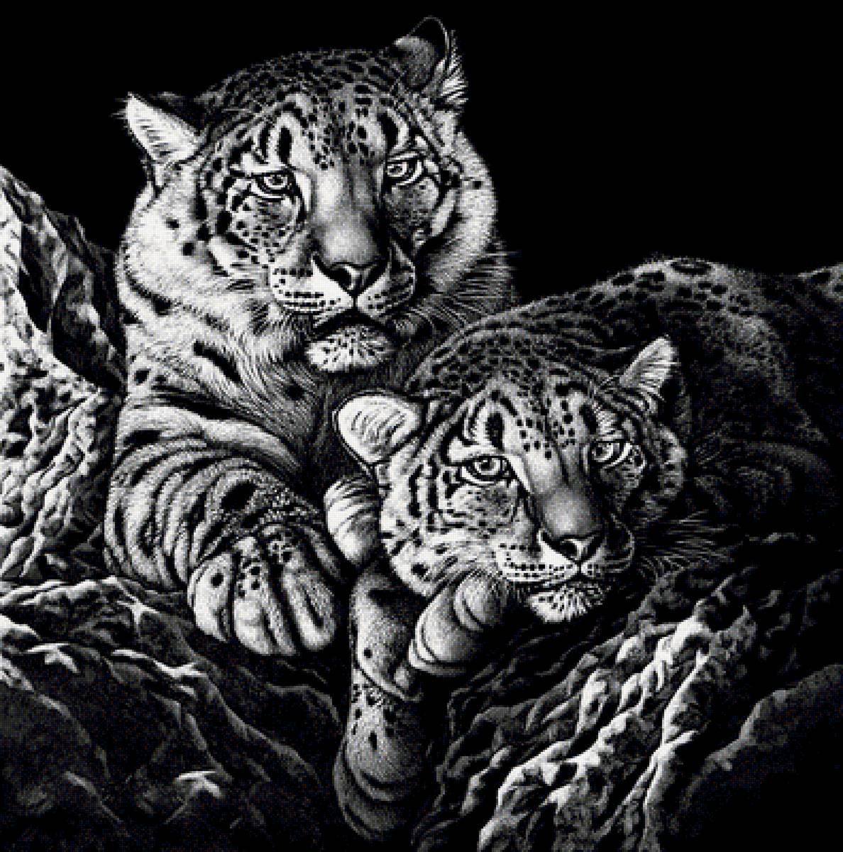 №1878747 - снежные барсы - предпросмотр