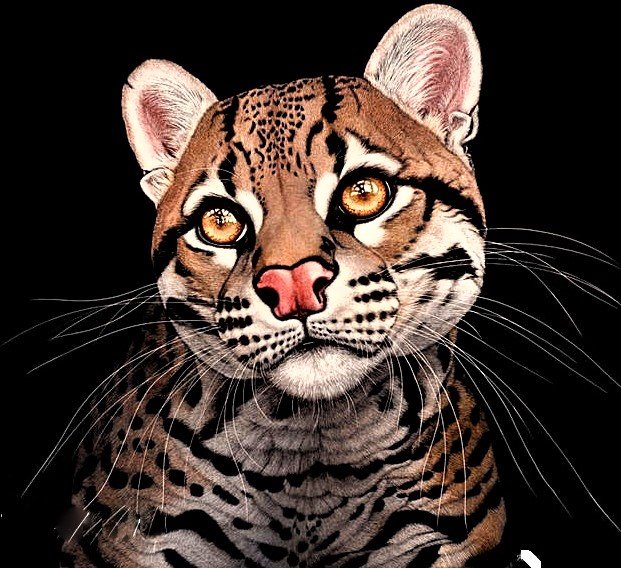 №1878754 - виверра - оригинал