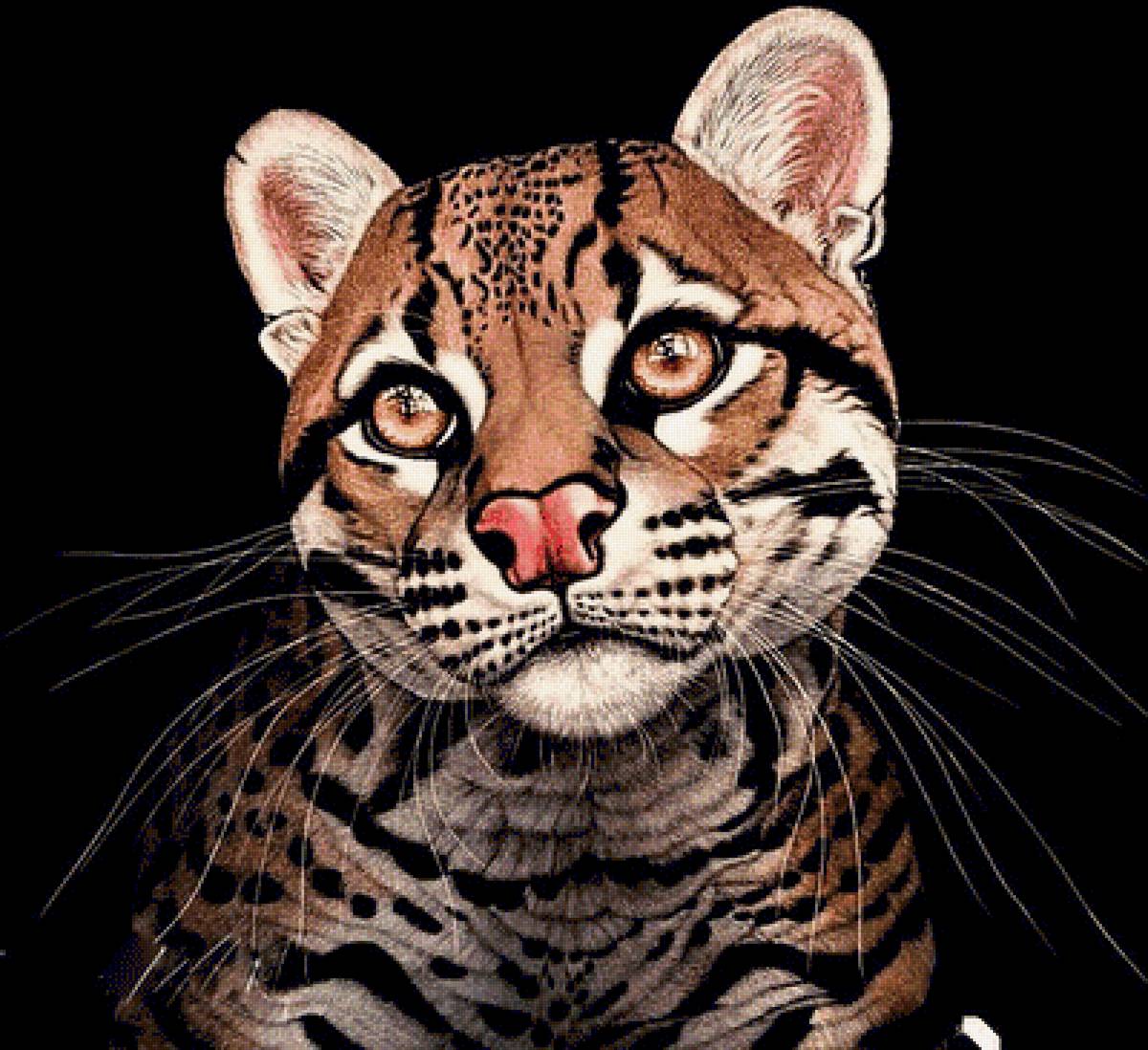 №1878754 - виверра - предпросмотр