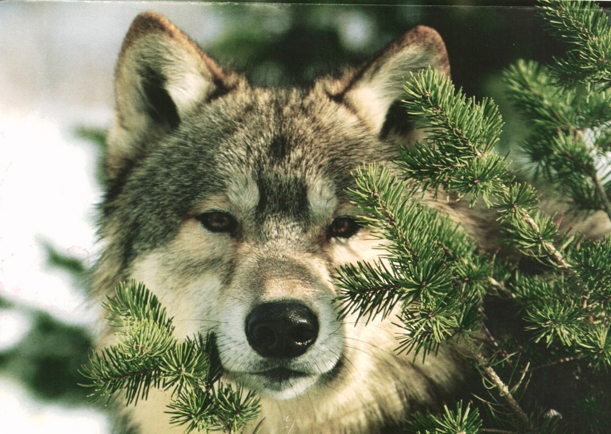 Морда волка в елках 2 - оригинал