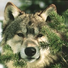 Схема вышивки «Морда волка в елках 2»