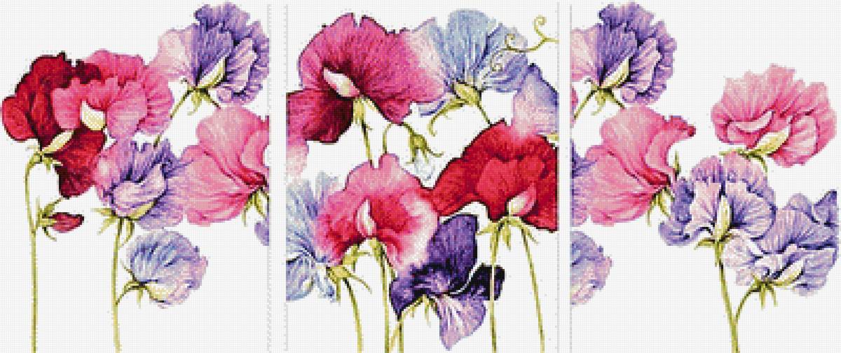 №1879036 - душистый горошек - предпросмотр