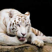 Схема вышивки «Белый тигр»