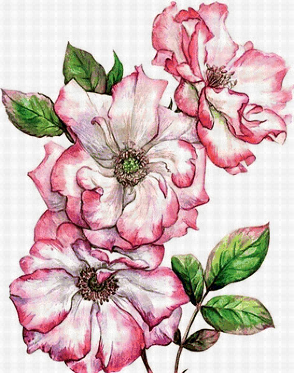 №1879821 - шиповник - предпросмотр