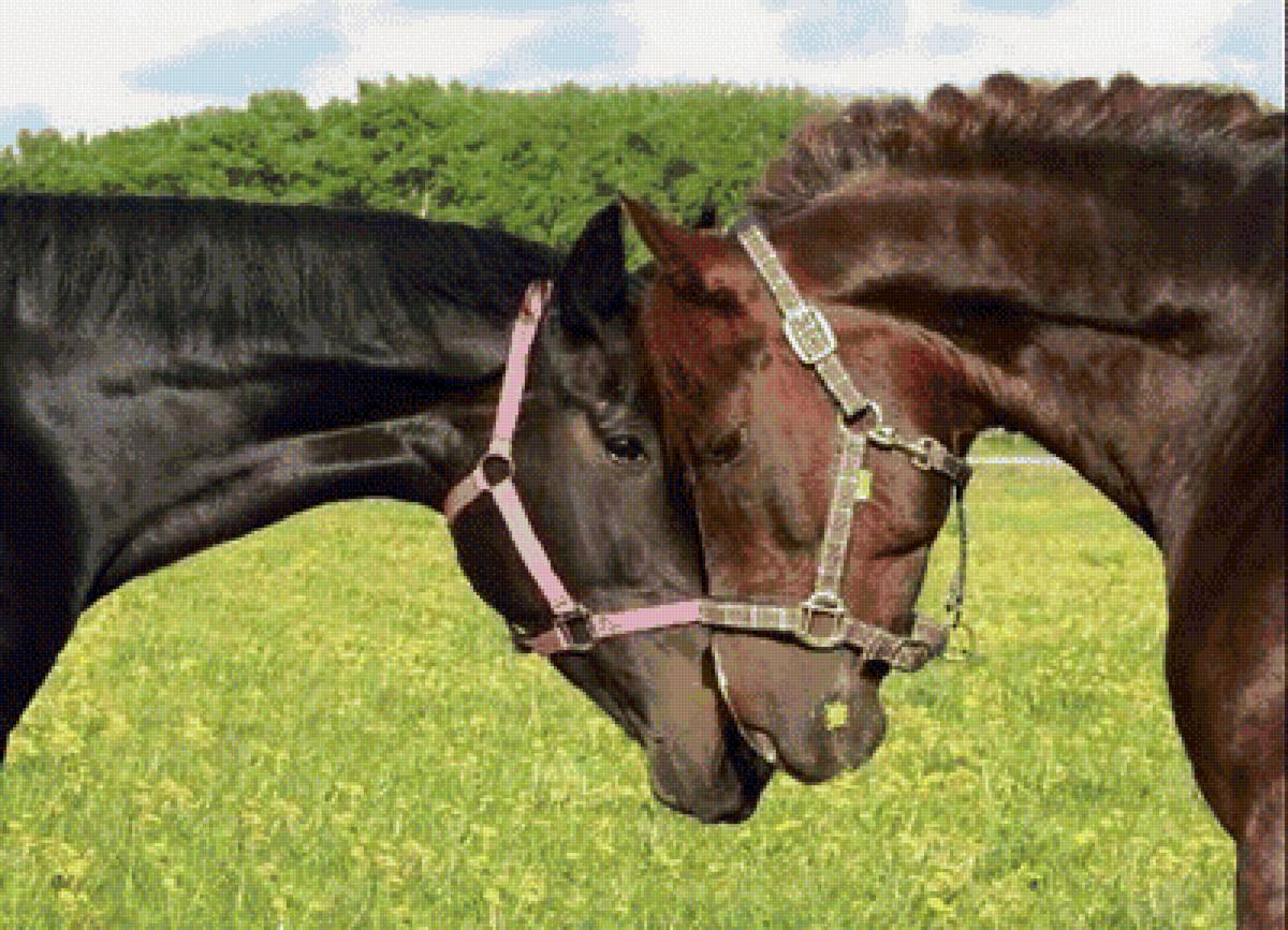 Пара Кони - любовь - предпросмотр