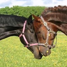 Схема вышивки «Пара Кони»