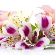 Схема вышивки «Цветы»