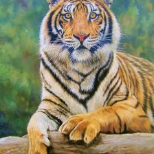 Схема вышивки «Тигр»