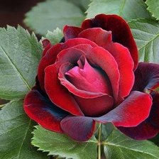 Схема вышивки «№1880030»