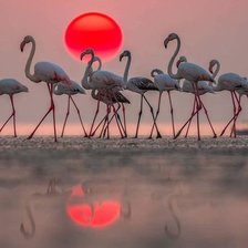 Схема вышивки «rozovii flomingo»