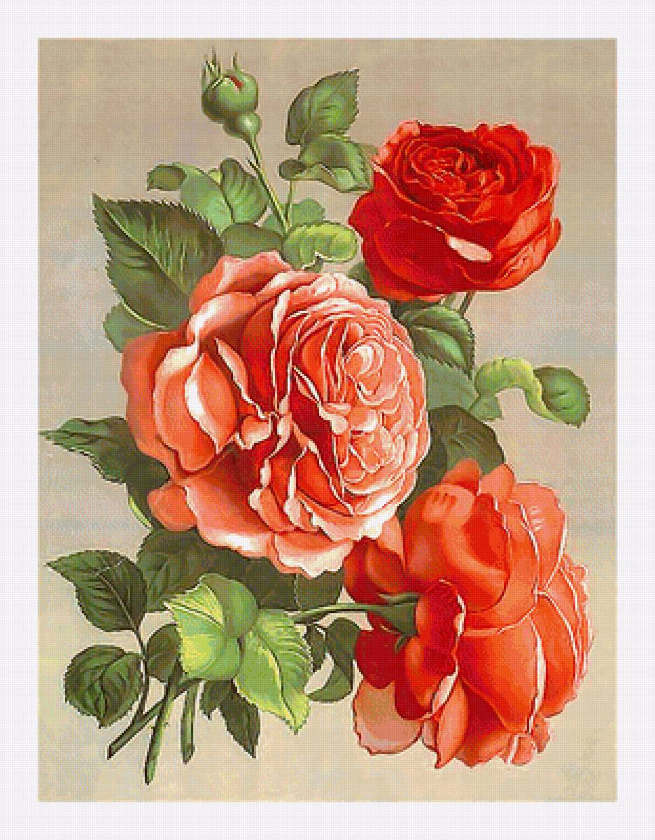 Серия "Розы". - цветы, флора, розы - предпросмотр