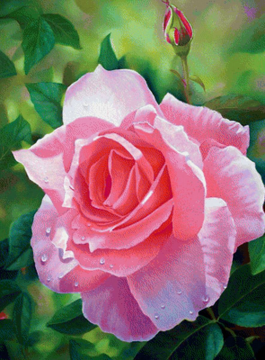 Розочка - цветы, рисунок, роза, цветок - предпросмотр