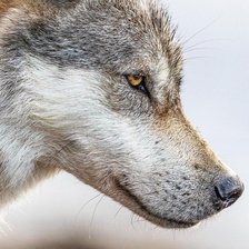 Схема вышивки «Волк»