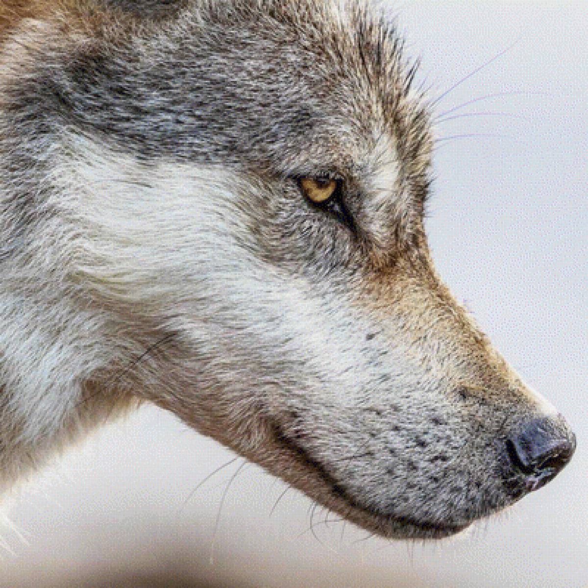 Волк2 - предпросмотр