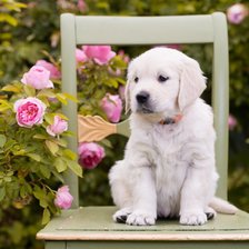 Щенок и розы