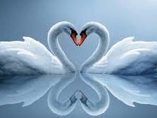 Схема вышивки «Лебеди»