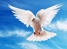 Голубь - голубь - оригинал