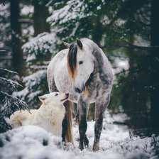 Схема вышивки «Лошадь и собака»