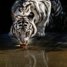 Схема вышивки «Тигр»