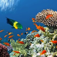 Схема вышивки «Подводный мир»