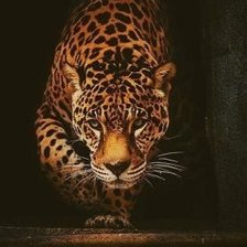 Схема вышивки «ягуар»