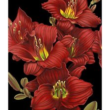 Схема вышивки «Гладиолусы»