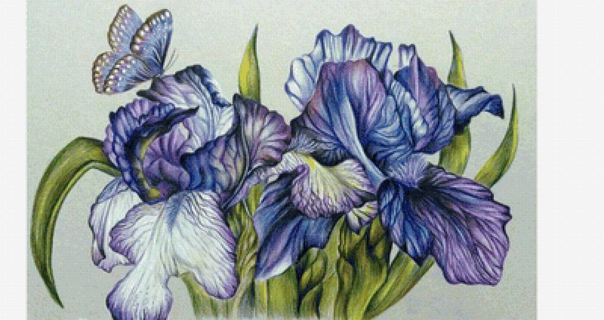 Ирисы и бабочка - цветы, бабочка - предпросмотр