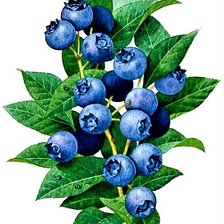 Схема вышивки «№1882363»