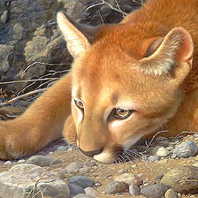 Схема вышивки «Серия "Хищники". Пума»