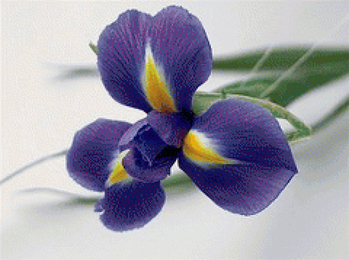 Ирисы - весна, ирисы, нежность - предпросмотр