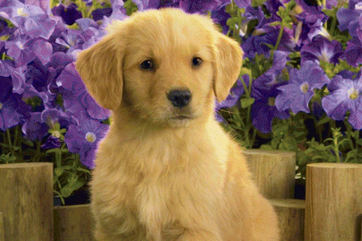 Щенок - животные, цветы, щенок, собака - предпросмотр