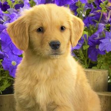 Схема вышивки «Щенок»