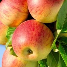 Схема вышивки «Наливные яблоки»