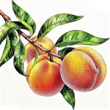 Схема вышивки «№1883294»