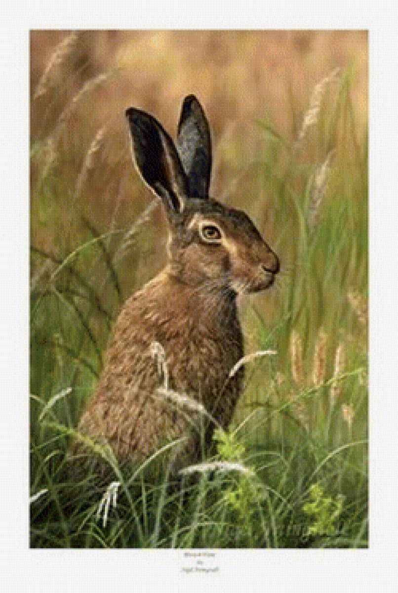 заяц - заяц, животные - предпросмотр