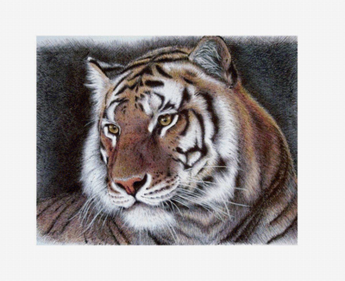 Тигр - животные, звери - предпросмотр