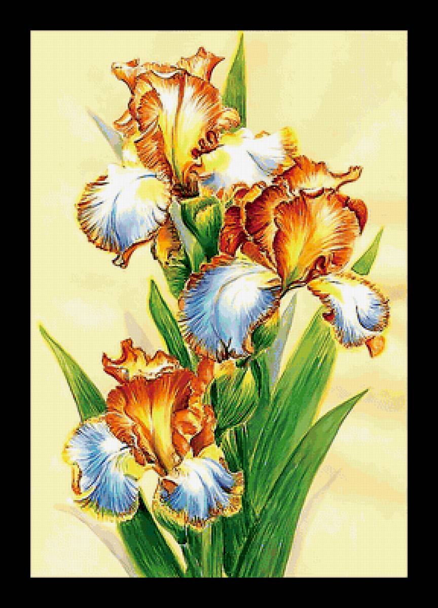 Серия "Ирисы" - цветы, ирисы, флора - предпросмотр