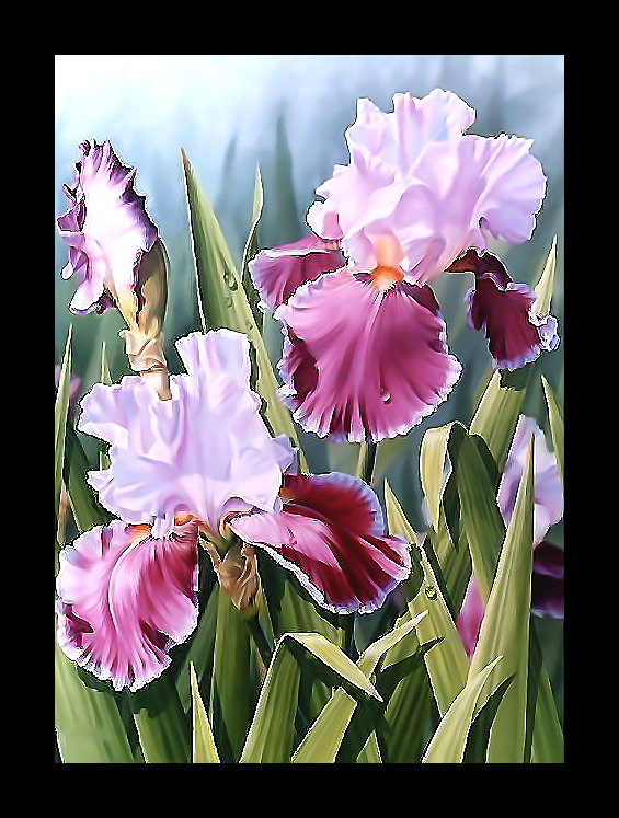 Серия "Ирисы" - цветы, флора, ирисы - оригинал